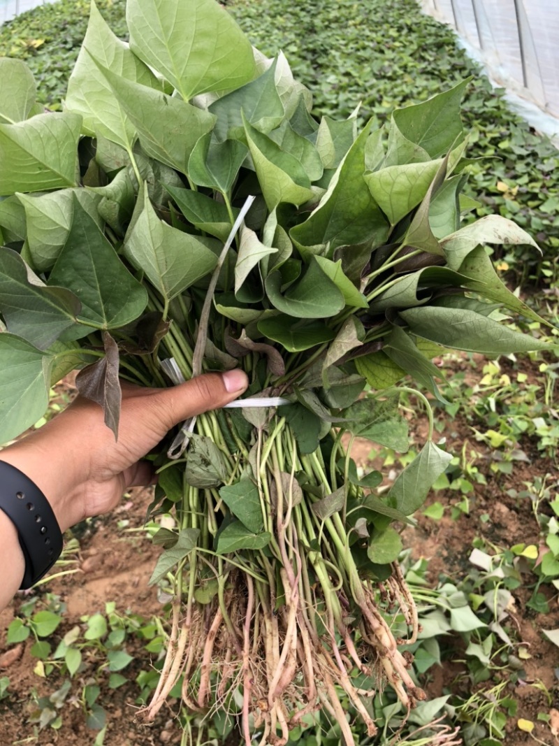 西瓜红红薯苗