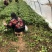 西瓜红红薯苗