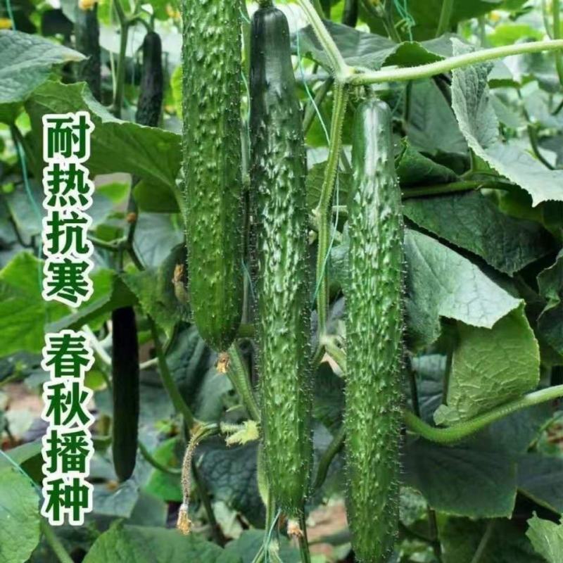 津优101黄瓜种子籽蔬菜种子四季播种露天大棚春秋结瓜