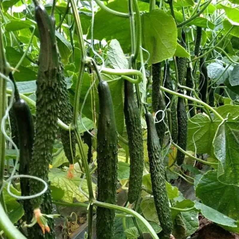 津优101黄瓜种子籽蔬菜种子四季播种露天大棚春秋结瓜