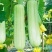 好特油白丝瓜种子种籽早熟耐老高产汤乳白口感佳简单易种蔬菜