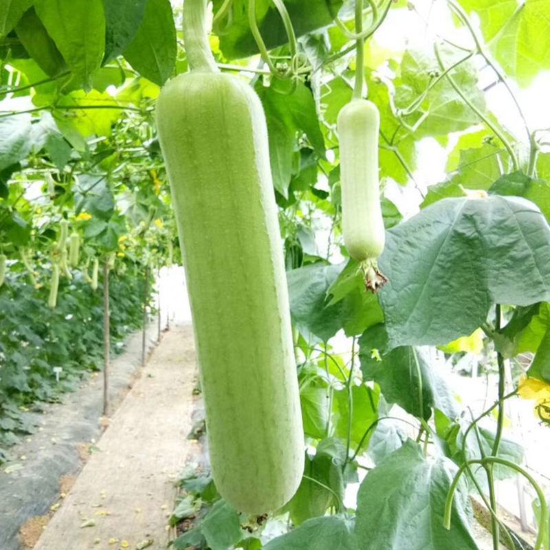 好特油白丝瓜种子种籽早熟耐老高产汤乳白口感佳简单易种蔬菜