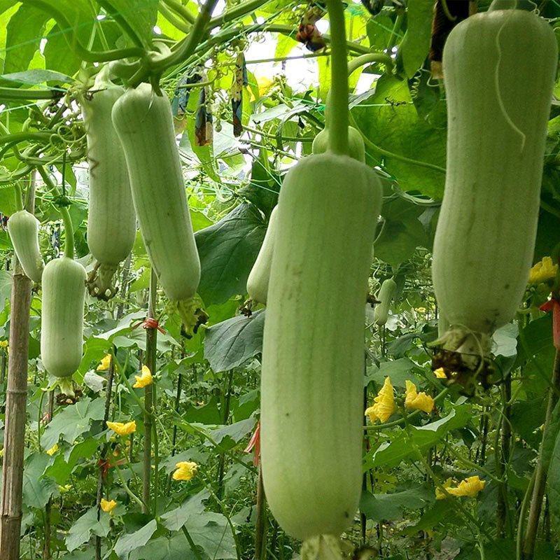 好特油白丝瓜种子种籽早熟耐老高产汤乳白口感佳简单易种蔬菜
