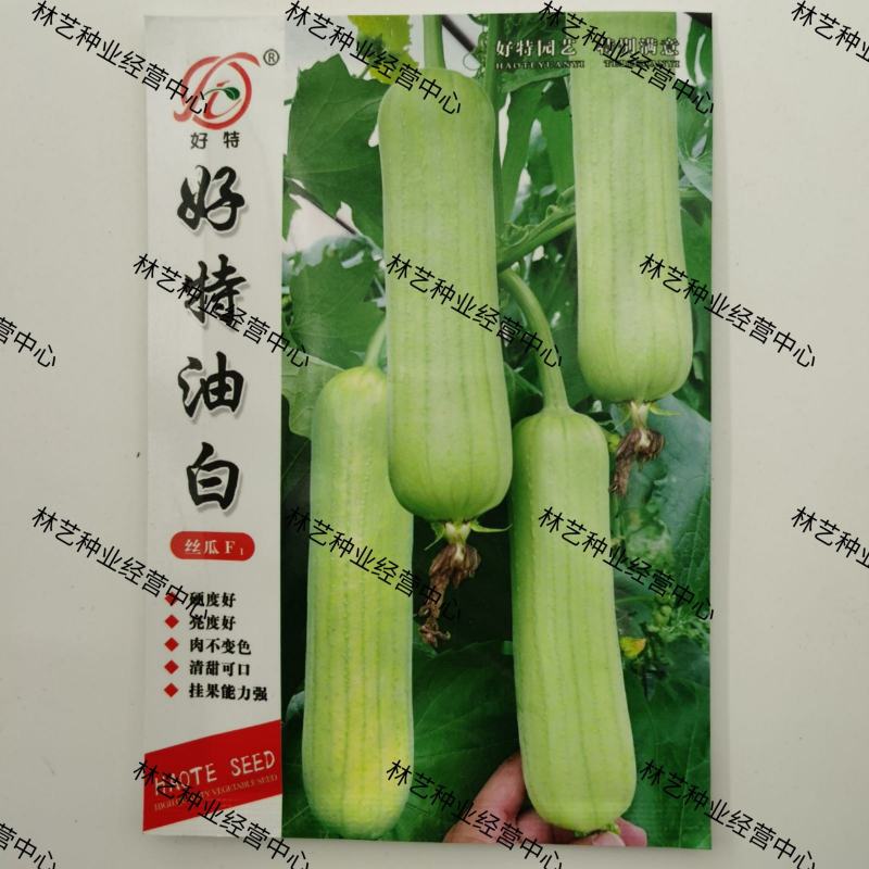 好特油白丝瓜种子种籽早熟耐老高产汤乳白口感佳简单易种蔬菜