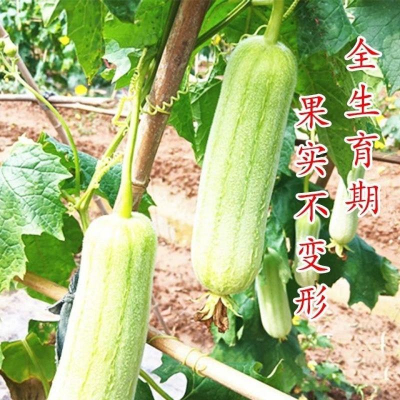 好特油白丝瓜种子种籽早熟耐老高产汤乳白口感佳简单易种蔬菜