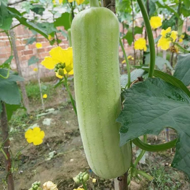 好特油白丝瓜种子种籽早熟耐老高产汤乳白口感佳简单易种蔬菜