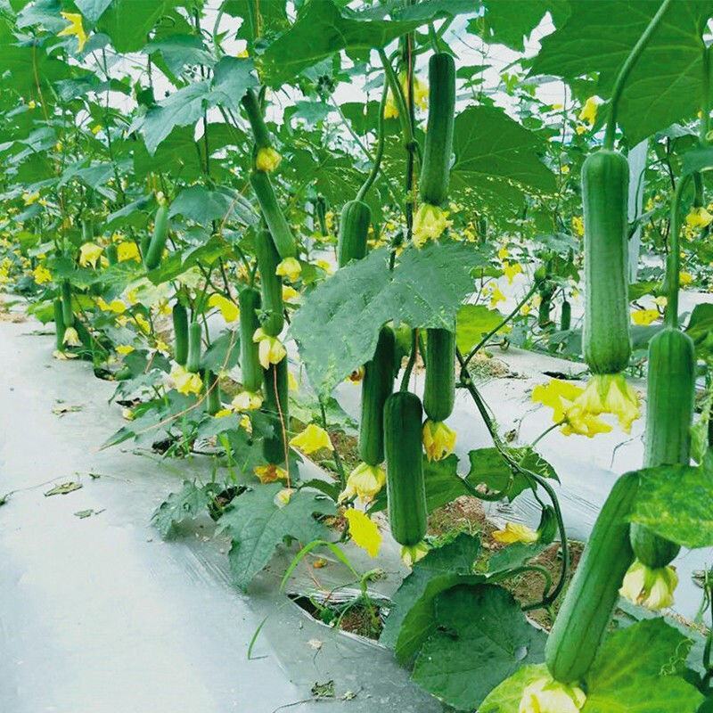好特黑籽改良早佳丝瓜种子早熟春播顺直青皮丝瓜种籽一节一瓜