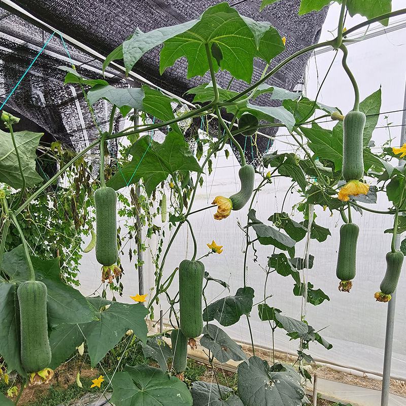 好特黑籽改良早佳丝瓜种子早熟春播顺直青皮丝瓜种籽一节一瓜