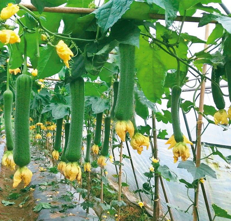 好特黑籽改良早佳丝瓜种子早熟春播顺直青皮丝瓜种籽一节一瓜