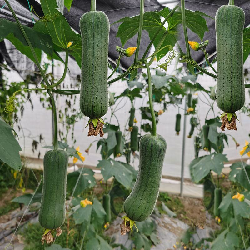 好特黑籽改良早佳丝瓜种子早熟春播顺直青皮丝瓜种籽一节一瓜