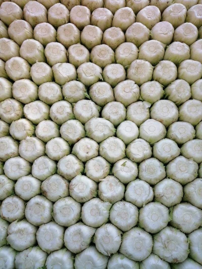 精神黄心白菜，精品玲珑黄白菜