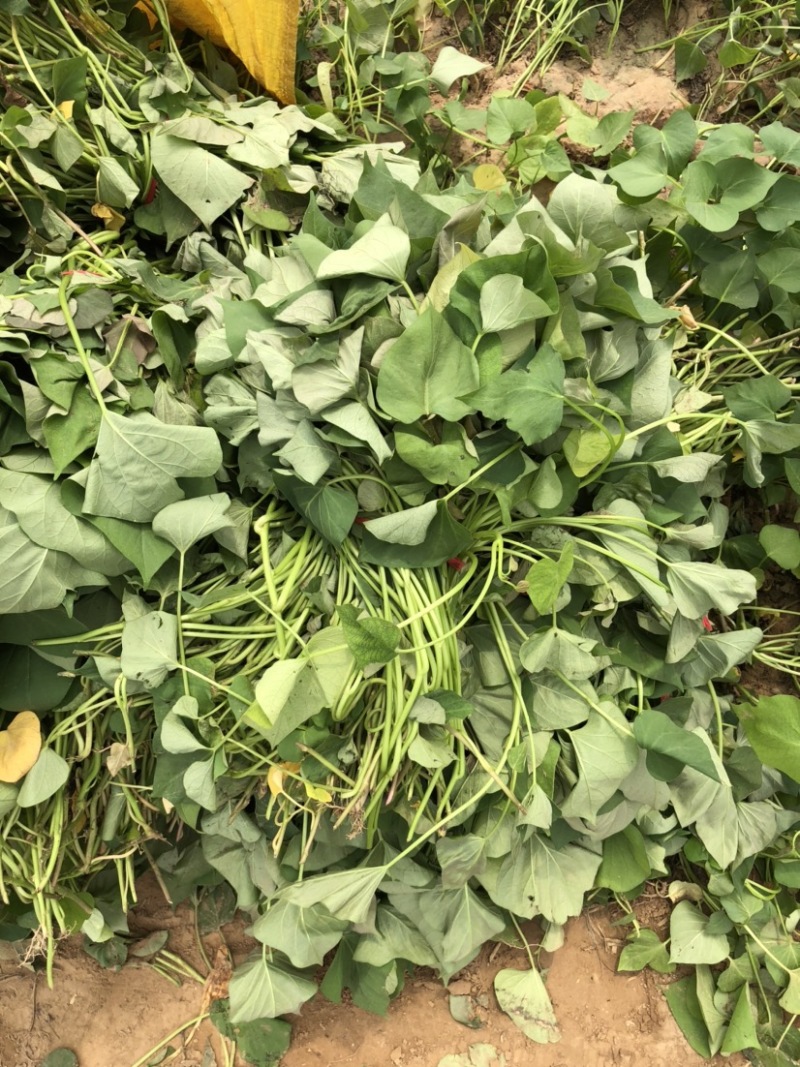 西瓜红红薯苗、脱毒原种、西瓜红、普薯32、六鳌蜜薯