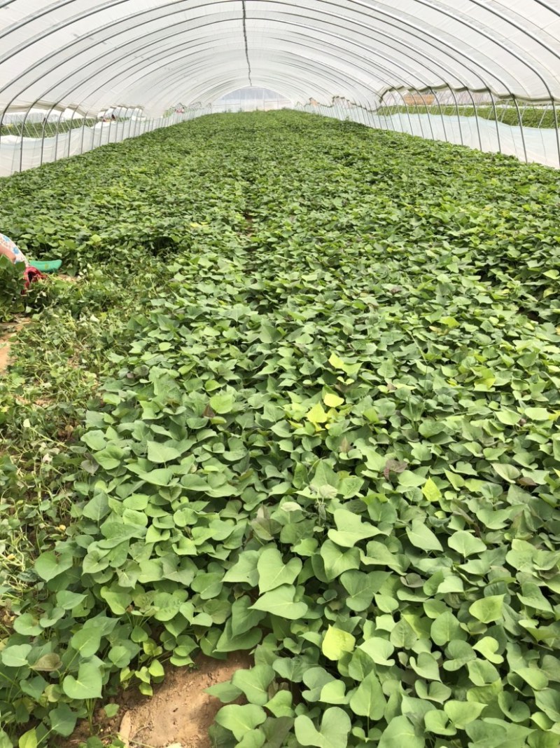 西瓜红红薯苗、脱毒原种、西瓜红、普薯32、六鳌蜜薯