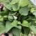 西瓜红红薯苗、脱毒原种、西瓜红、普薯32、六鳌蜜薯