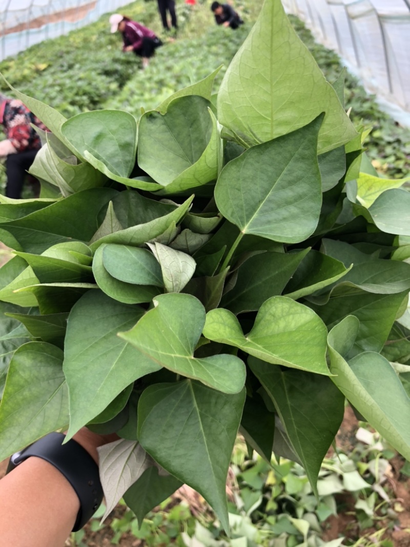 西瓜红红薯苗、脱毒原种、西瓜红、普薯32、六鳌蜜薯