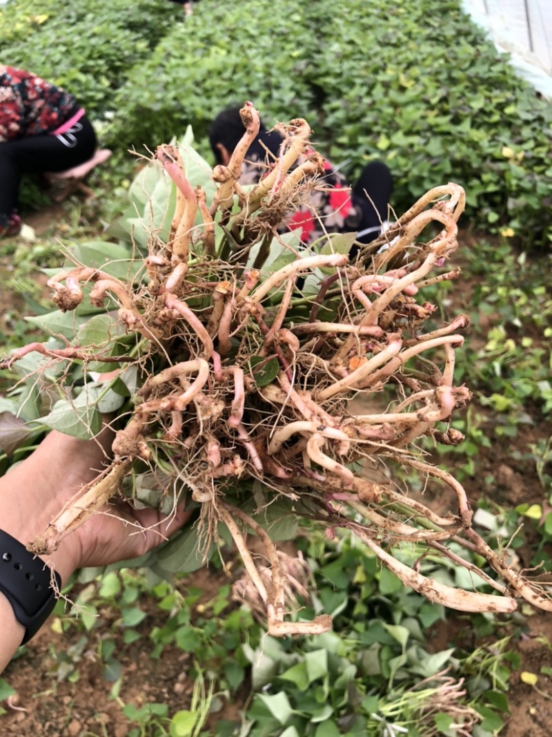 西瓜红红薯苗、脱毒原种、西瓜红、普薯32、六鳌蜜薯