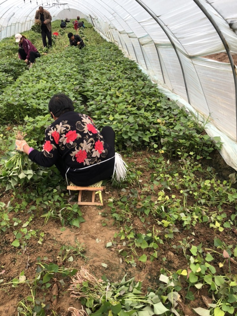 西瓜红红薯苗、脱毒原种、西瓜红、普薯32、六鳌蜜薯