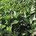 西瓜红红薯苗、脱毒原种、西瓜红、普薯32、六鳌蜜薯