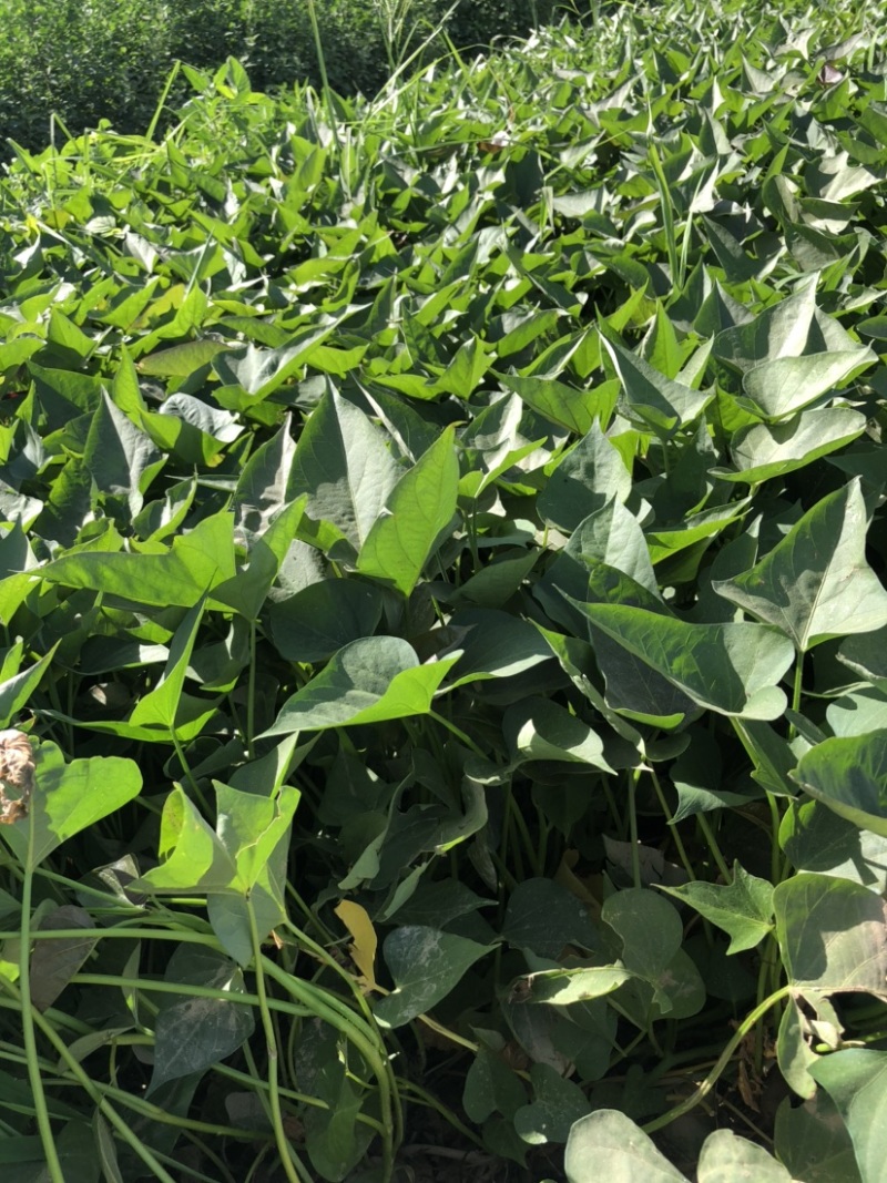 西瓜红红薯苗、脱毒原种、西瓜红、普薯32、六鳌蜜薯