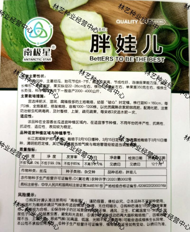 胖娃儿早熟一代杂交丝瓜种子短棒大肉清香丝瓜种籽节节有瓜大