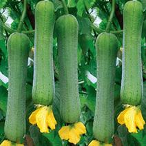 青油绿王子肉丝瓜种子早熟高产种籽春季蔬菜子