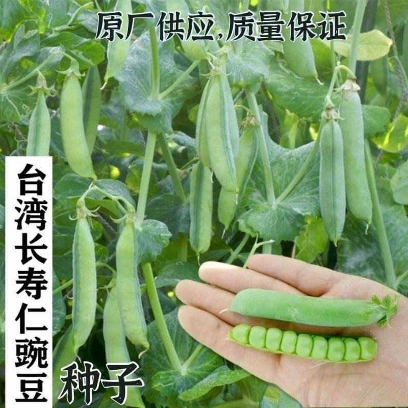 台湾长寿仁甜脆高产豌豆种子秋冬季耐寒抗病大荚豌豆荚种籽大