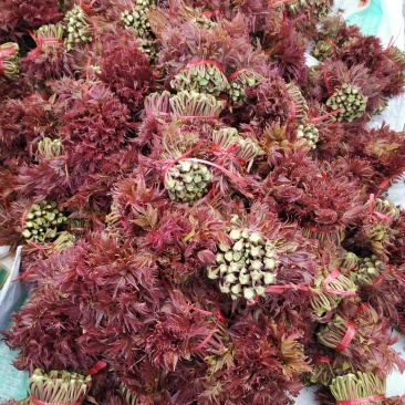 山东香椿芽红油香椿芽欢迎采购，优质品质。大量上市。。。。