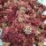 山东香椿芽红油香椿芽欢迎采购，优质品质。大量上市。。。。