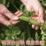 豌豆种子种籽甜脆青碗豆种青豆台湾长寿仁散装四季秋冬季孑豌