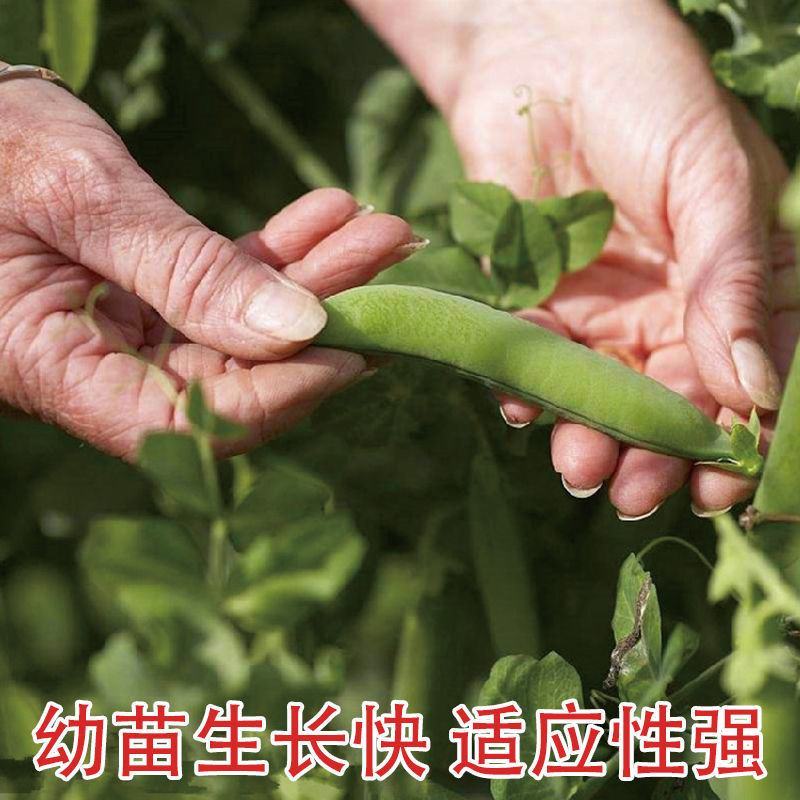 豌豆种子种籽甜脆青碗豆种青豆台湾长寿仁散装四季秋冬季孑豌