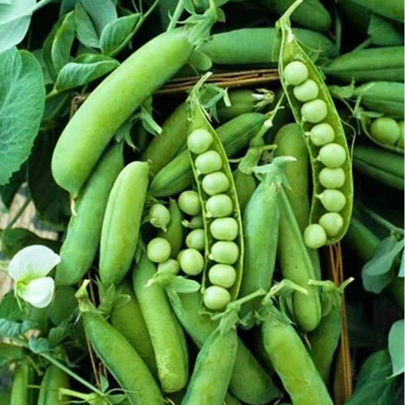 豌豆种子种籽甜脆青碗豆种青豆台湾长寿仁散装四季秋冬季孑豌