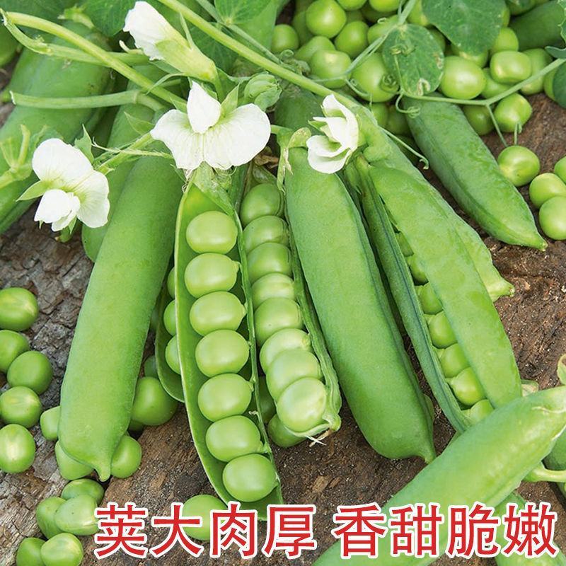 豌豆种子种籽甜脆青碗豆种青豆台湾长寿仁散装四季秋冬季孑豌