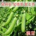 豌豆种子种籽甜脆青碗豆种青豆台湾长寿仁散装四季秋冬季孑豌
