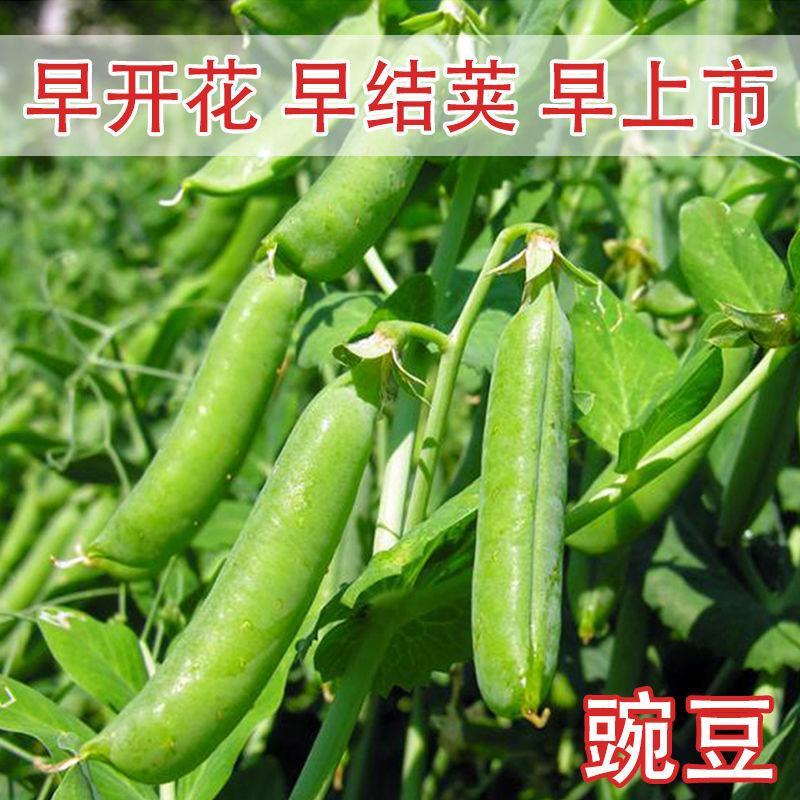 豌豆种子种籽甜脆青碗豆种青豆台湾长寿仁散装四季秋冬季孑豌