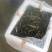 原生态统货泥鳅，个头均匀活力强。稻田混养