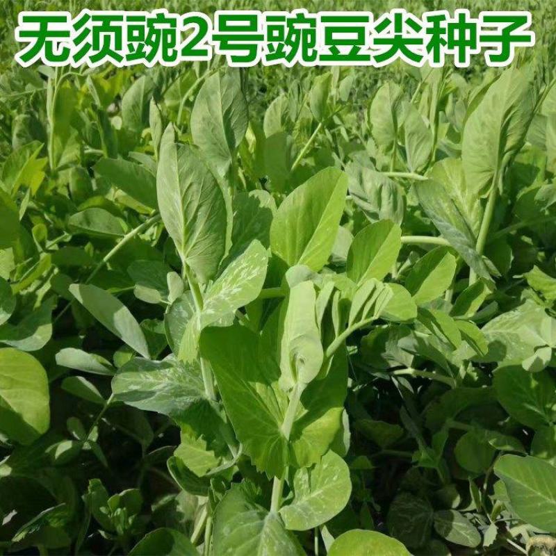 无须豌2号种子无须嫩豆苗籽四季可播种适应性强耐寒抗病大