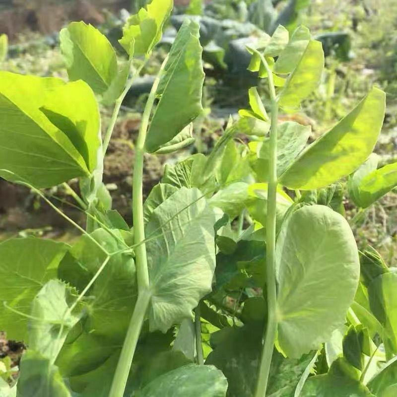 无须豌2号种子无须嫩豆苗籽四季可播种适应性强耐寒抗病大