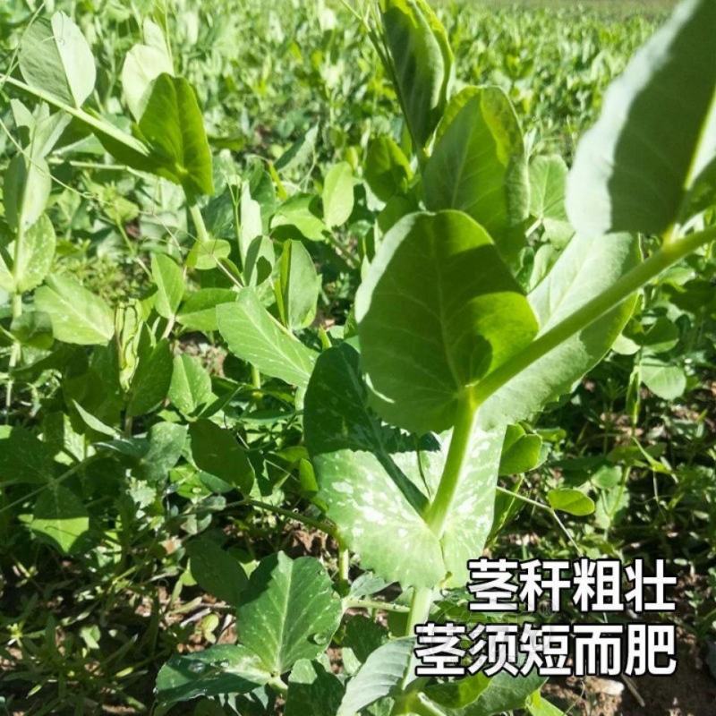 无须豌2号种子无须嫩豆苗籽四季可播种适应性强耐寒抗病大