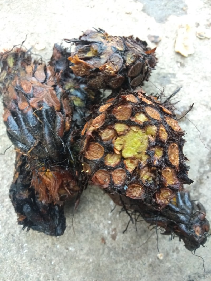 绵马贯众有用的老板联系野生现采产地四川凉山一手货源