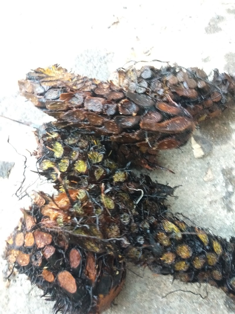 绵马贯众有用的老板联系野生现采产地四川凉山一手货源