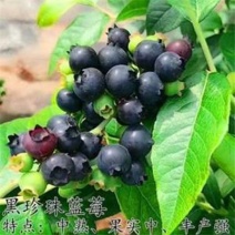 大果蓝莓苗盆栽地栽蓝莓树苗当年结果南方北方室外阳台特大果