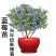 大果蓝莓苗盆栽地栽蓝莓树苗当年结果南方北方室外阳台特大果