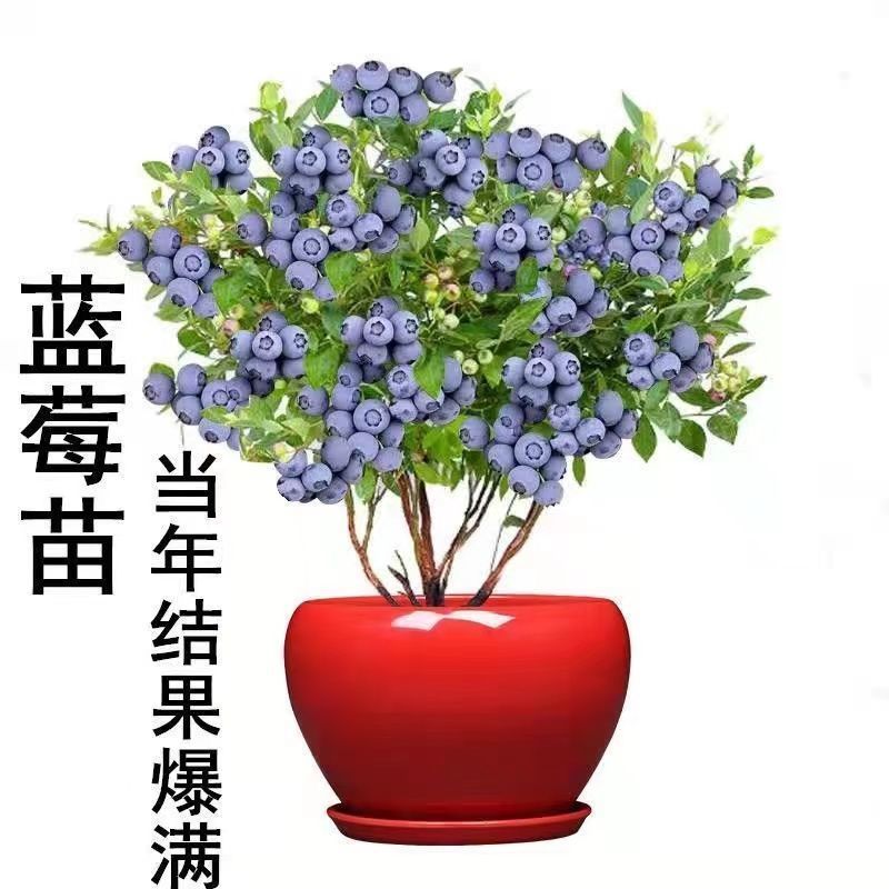 大果蓝莓苗盆栽地栽蓝莓树苗当年结果南方北方室外阳台特大果