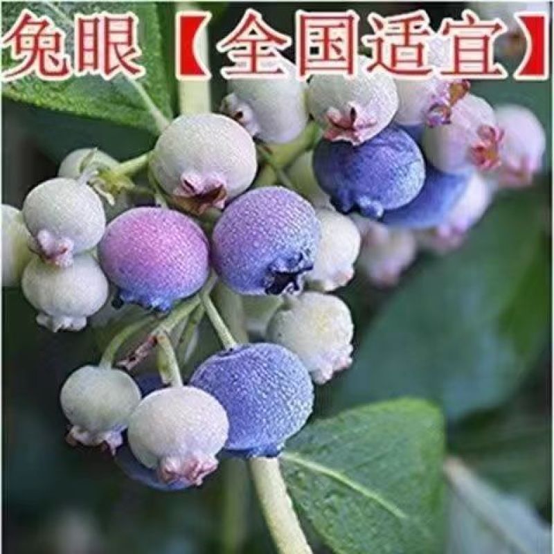 大果蓝莓苗盆栽地栽蓝莓树苗当年结果南方北方室外阳台特大果