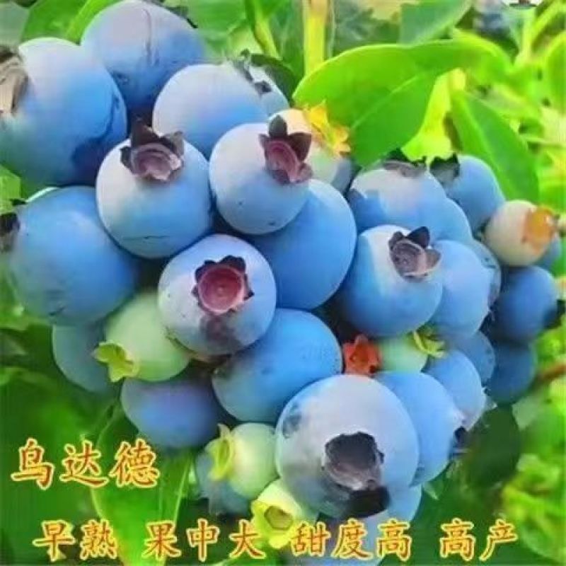 大果蓝莓苗盆栽地栽蓝莓树苗当年结果南方北方室外阳台特大果