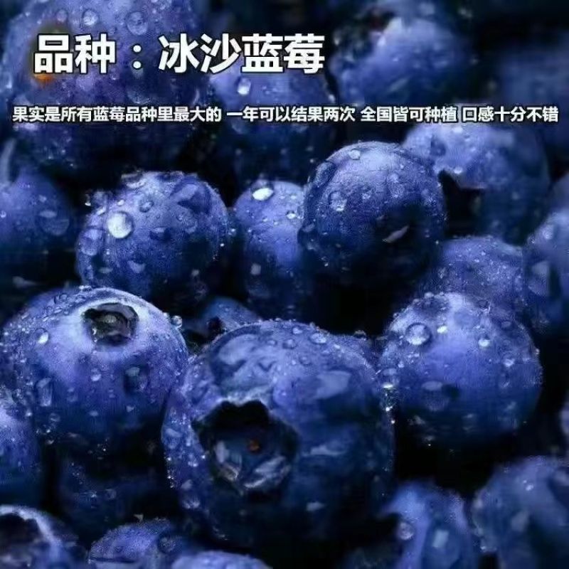 大果蓝莓苗盆栽地栽蓝莓树苗当年结果南方北方室外阳台特大果