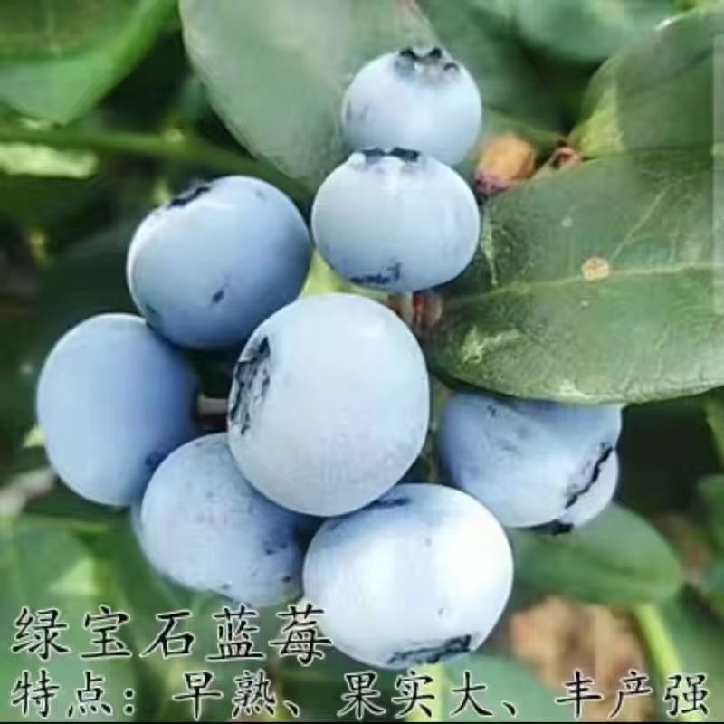 大果蓝莓苗盆栽地栽蓝莓树苗当年结果南方北方室外阳台特大果