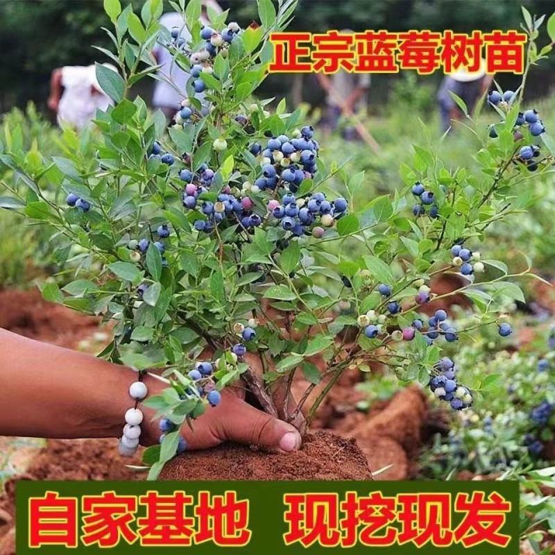 大果蓝莓苗盆栽地栽蓝莓树苗当年结果南方北方室外阳台特大果