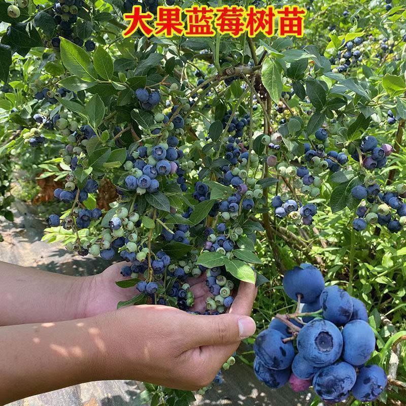 大果蓝莓苗盆栽地栽蓝莓树苗当年结果南方北方室外阳台特大果