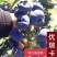 大果蓝莓苗盆栽地栽蓝莓树苗当年结果南方北方室外阳台特大果